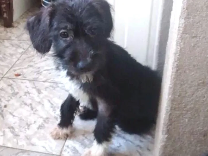 Cachorro ra a indefinida idade 2 a 6 meses nome Moniquinha