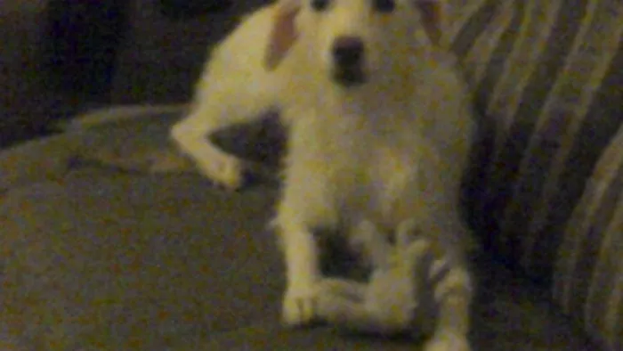 Cachorro raça SRD idade 5 anos nome Branquinha