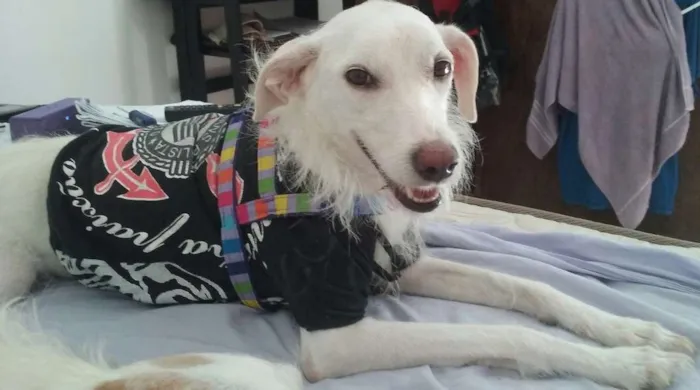 Cachorro raça SRD idade 5 anos nome Branquinha