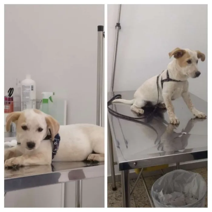 Cachorro ra a RND idade 7 a 11 meses nome Scott