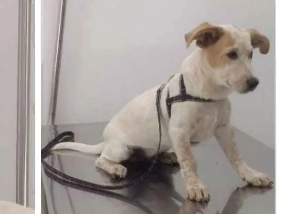 Cachorro ra a RND idade 7 a 11 meses nome Scott