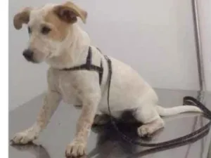 Cachorro raça RND idade 7 a 11 meses nome Scott