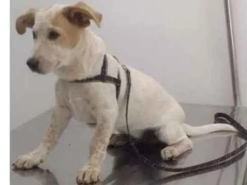 Cachorro ra a RND idade 7 a 11 meses nome Scott