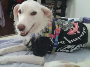 Cachorro raça SRD idade 5 anos nome Branquinha