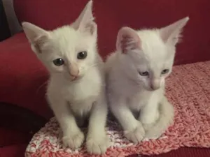 Gato raça Vira lata idade 2 a 6 meses nome Ainda não tem nome