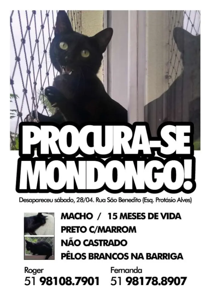 Gato ra a SRD idade 1 ano nome MONDONGO