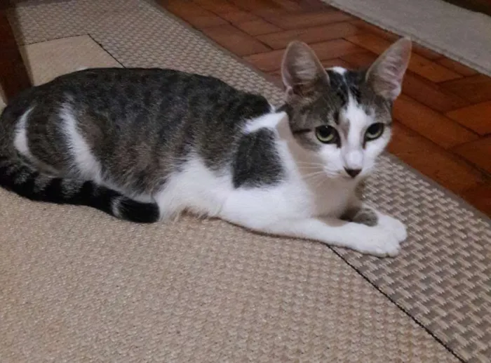 Gato ra a SRD idade 1 ano nome Menina