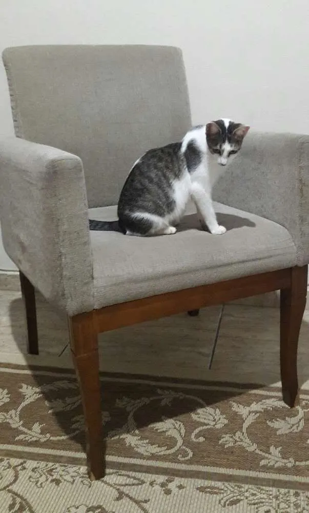 Gato ra a SRD idade 1 ano nome Menina