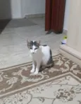 Menina