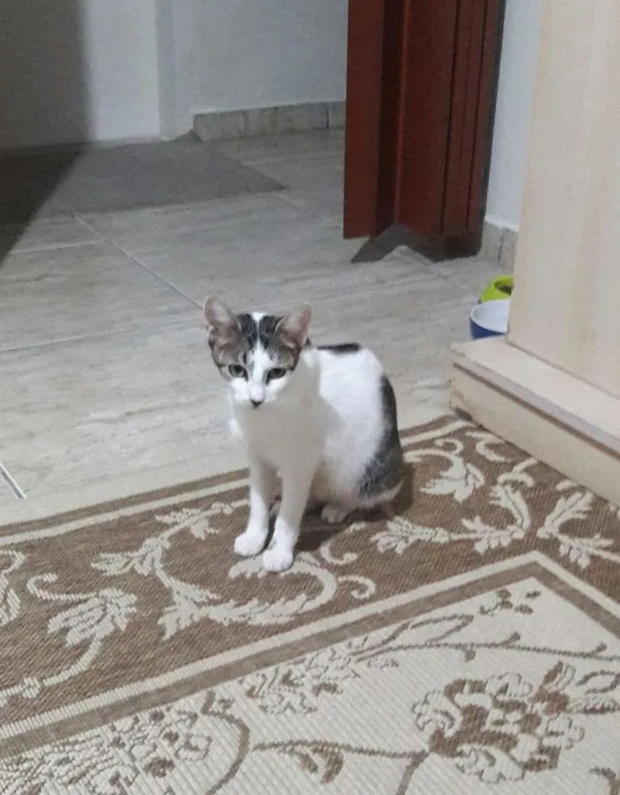 Gato ra a SRD idade 1 ano nome Menina