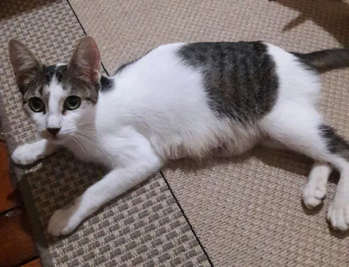 Gato ra a SRD idade 1 ano nome Menina
