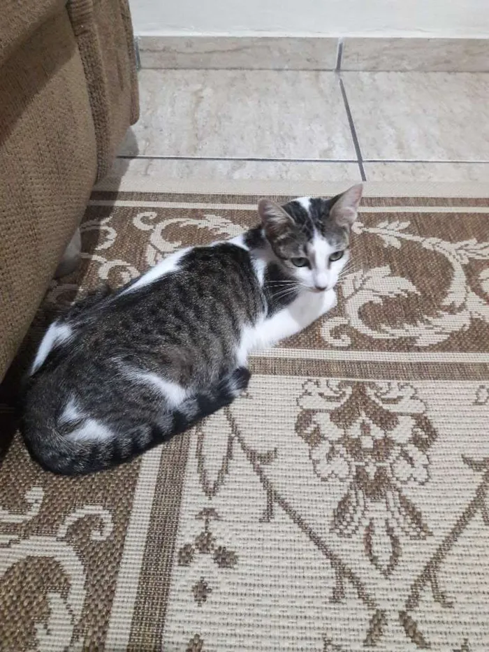 Gato ra a SRD idade 1 ano nome Menina