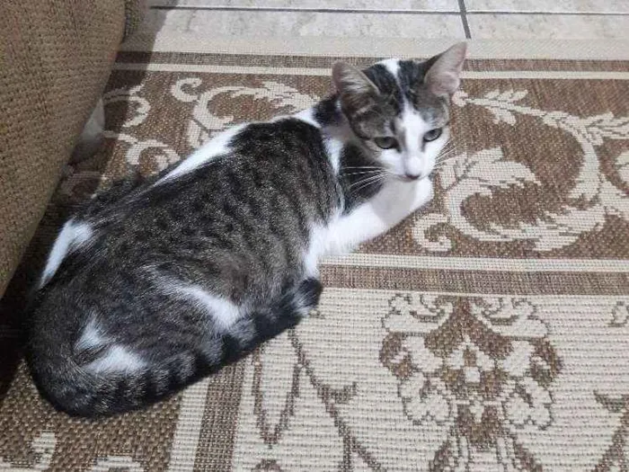 Gato ra a SRD idade 1 ano nome Menina