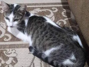 Gato raça SRD idade 1 ano nome Menina