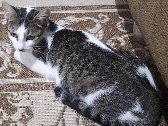Gato ra a SRD idade 1 ano nome Menina