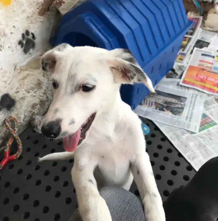 Cachorro ra a SRD idade  nome Joca
