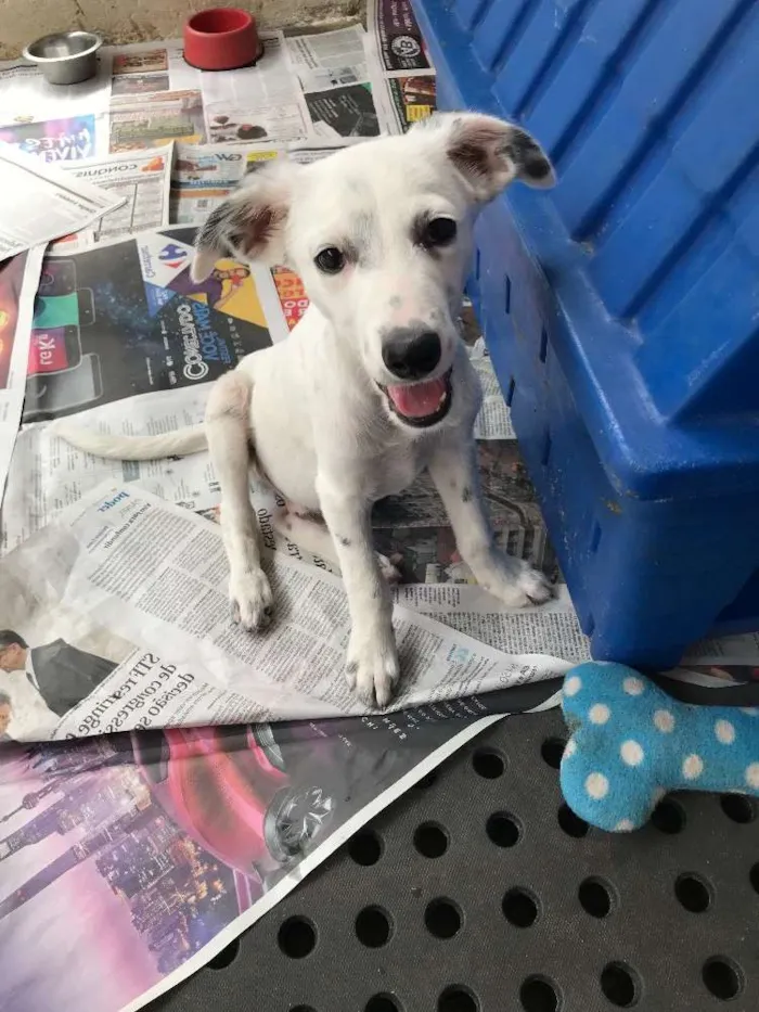 Cachorro ra a SRD idade  nome Joca