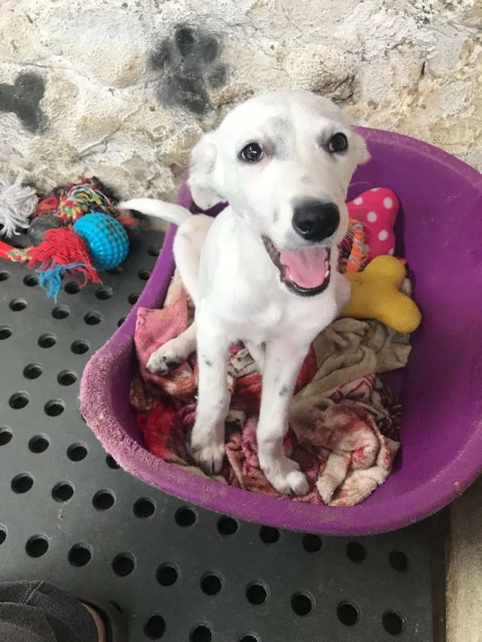 Cachorro ra a SRD idade  nome Joca