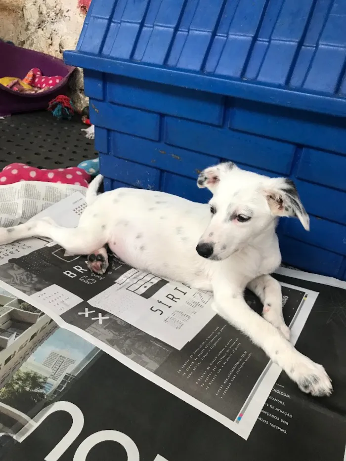 Cachorro ra a SRD idade  nome Joca