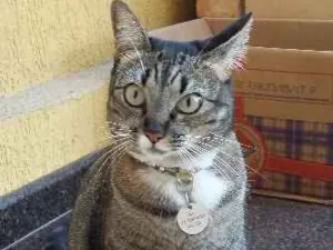 Gato raça SRD idade 3 anos nome Belinha