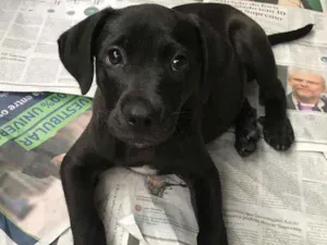 Cachorro raça SRD idade  nome Moana