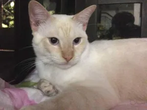 Gato raça S/raca definida idade 7 a 11 meses nome Simba