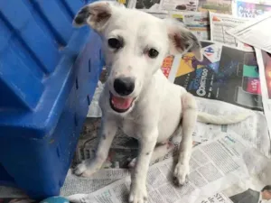 Cachorro raça SRD idade  nome Joca