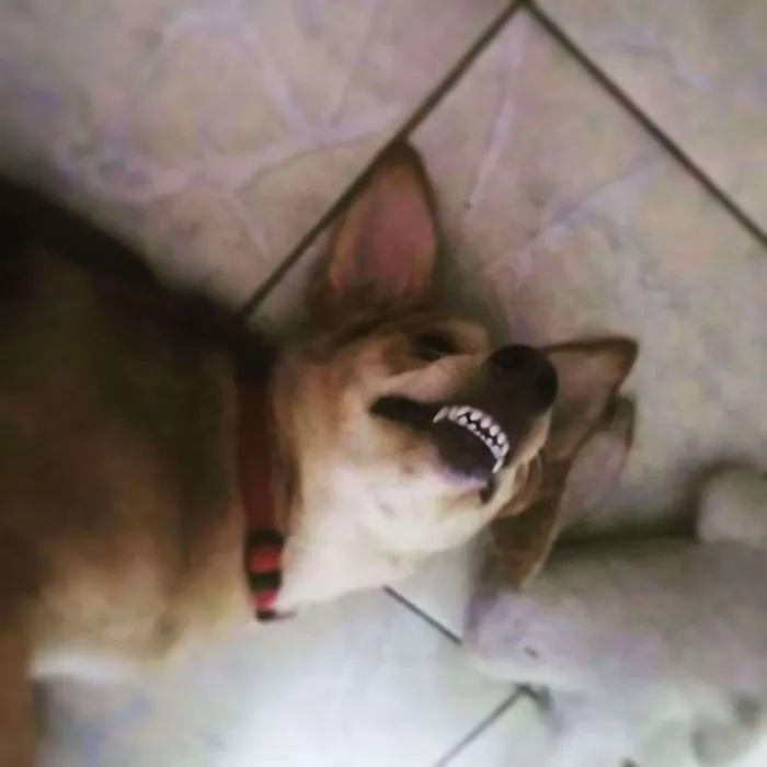 Cachorro ra a SRD idade 7 a 11 meses nome Marcelline ou Marcy