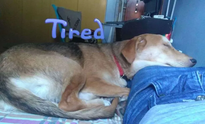 Cachorro ra a SRD idade 7 a 11 meses nome Marcelline ou Marcy