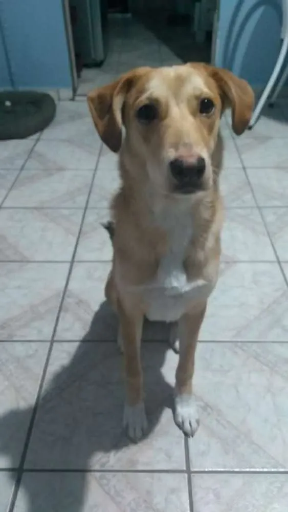 Cachorro ra a SRD idade 7 a 11 meses nome Marcelline ou Marcy