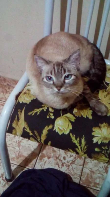 Gato ra a Diversas idade 1 ano nome Nomes na descrição