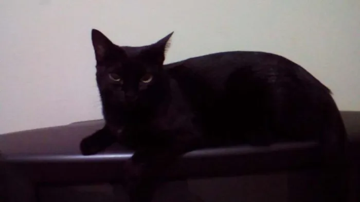 Gato ra a Diversas idade 1 ano nome Nomes na descrição