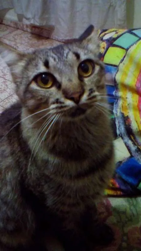 Gato ra a Diversas idade 1 ano nome Nomes na descrição