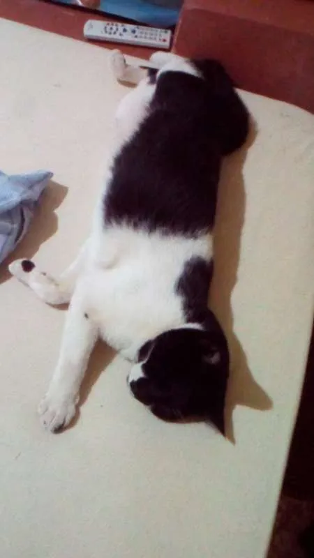 Gato ra a Diversas idade 1 ano nome Nomes na descrição