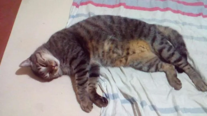 Gato ra a Diversas idade 1 ano nome Nomes na descrição