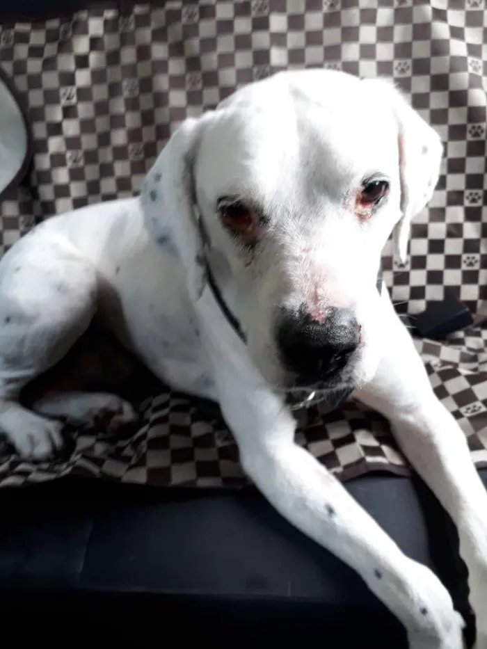 Cachorro ra a Parecido com dalmata idade 3 anos nome Não sei