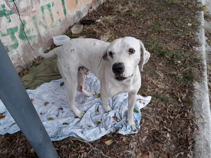 Cachorro ra a Parecido com dalmata idade 3 anos nome Não sei