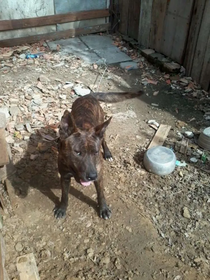 Cachorro ra a Pitbull idade 2 anos nome Negão
