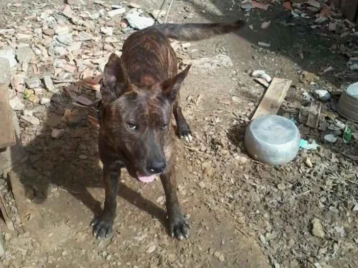 Cachorro ra a Pitbull idade 2 anos nome Negão