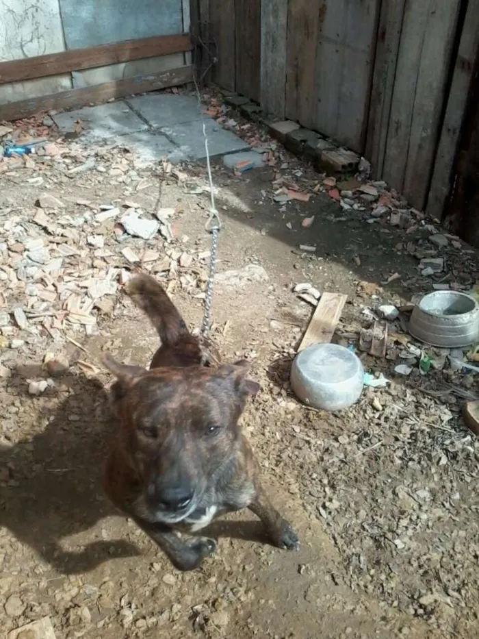 Cachorro ra a Pitbull idade 2 anos nome Negão