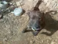 Negão