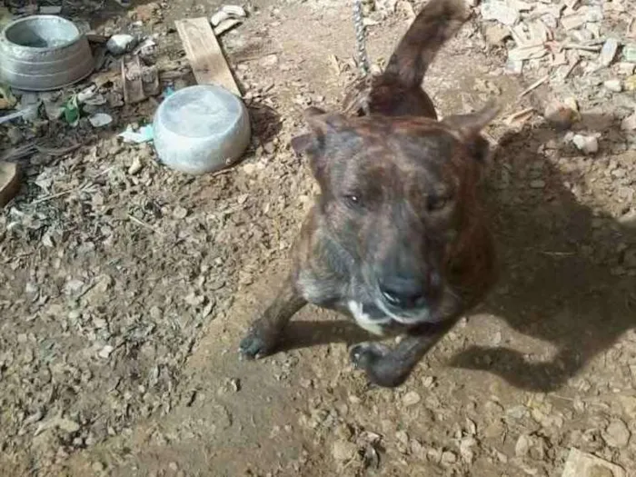 Cachorro ra a Pitbull idade 2 anos nome Negão