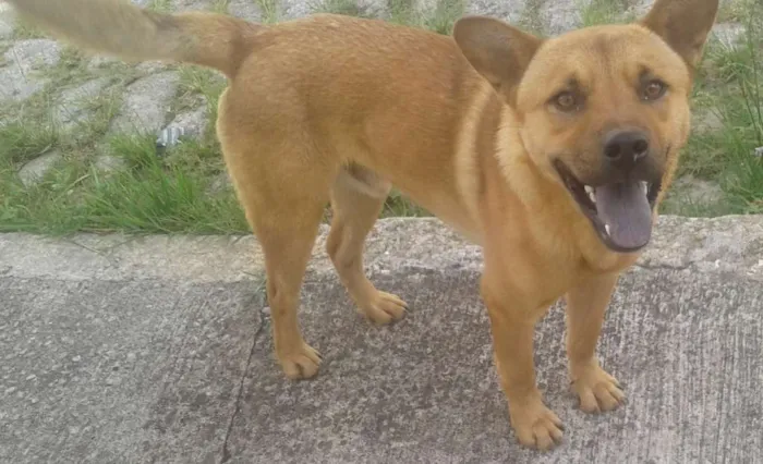 Cachorro ra a Vira lata mestiço chow chow idade 2 anos nome Sem Nome
