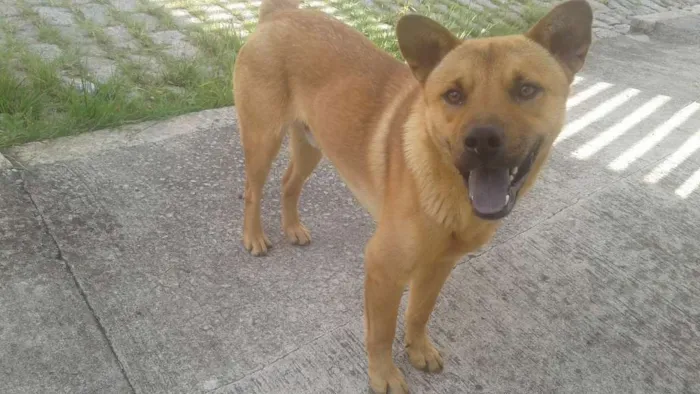 Cachorro ra a Vira lata mestiço chow chow idade 2 anos nome Sem Nome