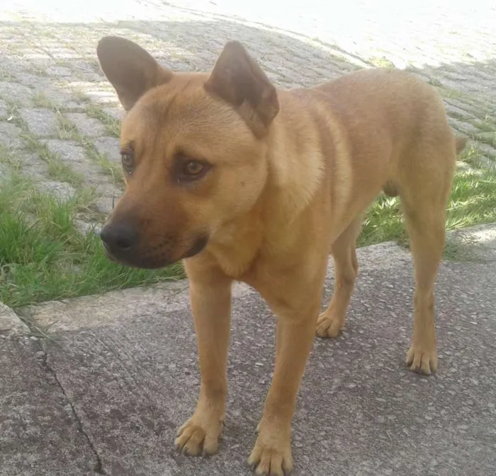 Cachorro ra a Vira lata mestiço chow chow idade 2 anos nome Sem Nome