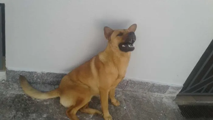 Cachorro ra a Vira lata mestiço chow chow idade 2 anos nome Sem Nome