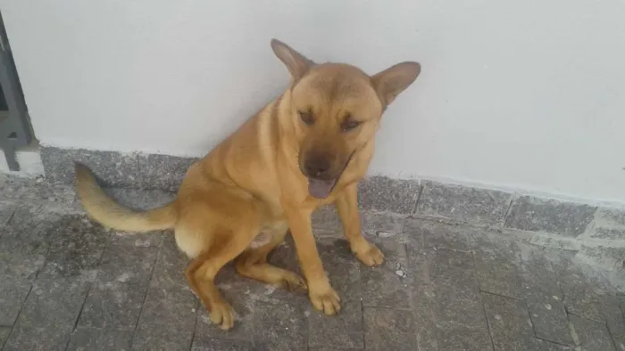 Cachorro ra a Vira lata mestiço chow chow idade 2 anos nome Sem Nome