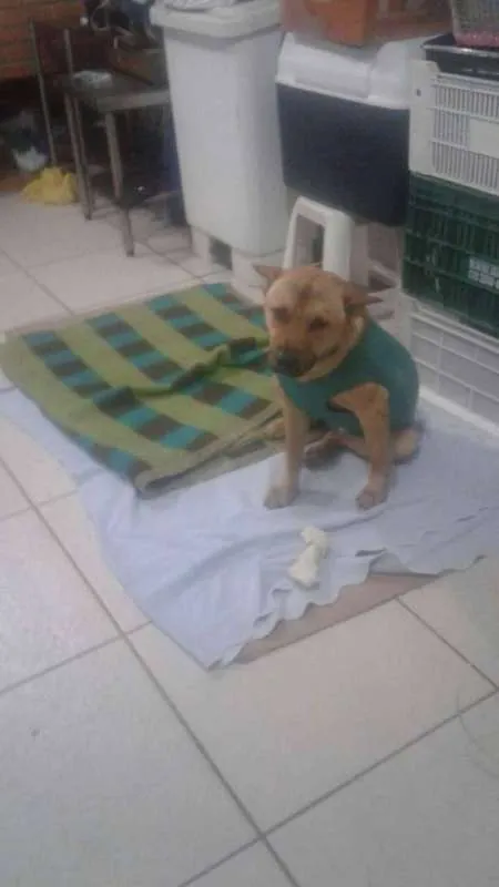 Cachorro ra a Vira lata mestiço chow chow idade 2 anos nome Sem Nome