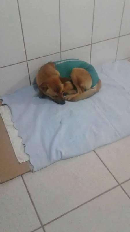 Cachorro ra a Vira lata mestiço chow chow idade 2 anos nome Sem Nome