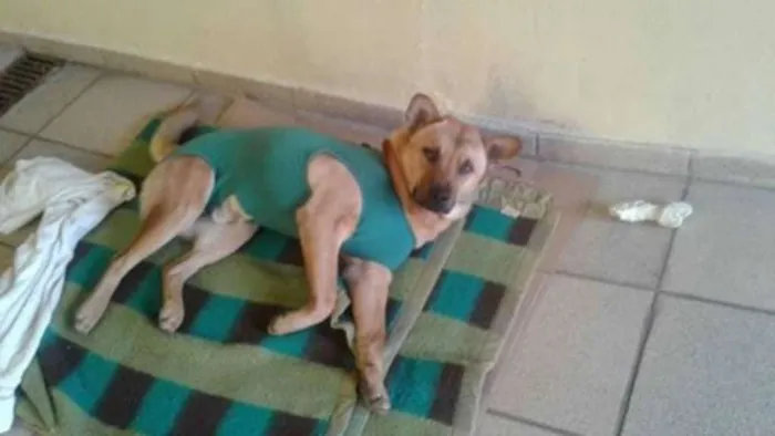 Cachorro ra a Vira lata mestiço chow chow idade 2 anos nome Sem Nome